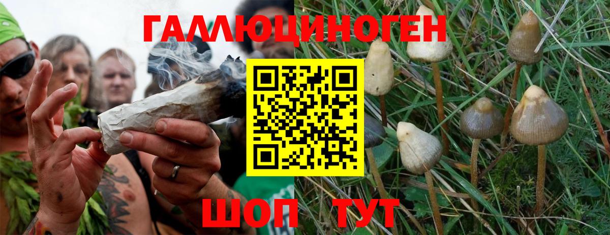 Лосино-Петровский  Галлюциногенные грибы Cubensis  Вход с VPN 